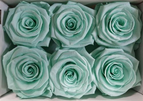 Rosa grootbloemig kleurbehandeld H%