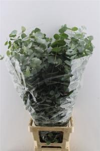 Eucalyptus cinerea