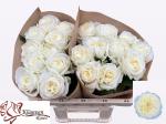 dff8fc04-7633-4c3d-bf0e-983c396199fa.jpg