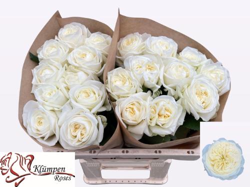 Rosa grootbloemig Chic White!