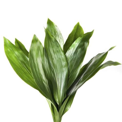 Aspidistra elatior per bos
