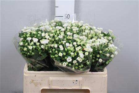 Bouvardia enkelbloemig White Sensation