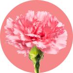 Dianthus