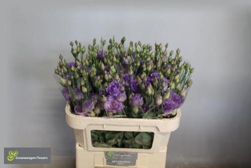 Eustoma russellianum gevuldbloemig 'Corelli Lavender'