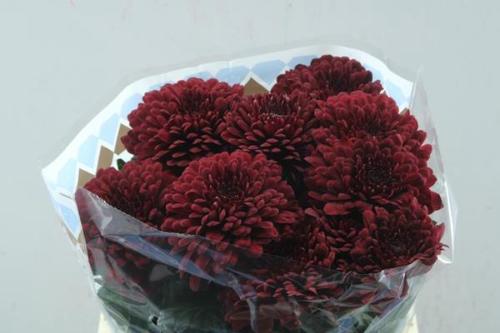 Chrysanthemum (Indicum Grp) geplozen Lamira Red