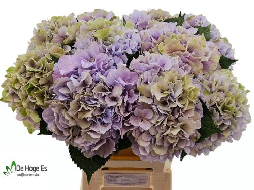 Hydrangea macrophylla Royal Benefit (classic)