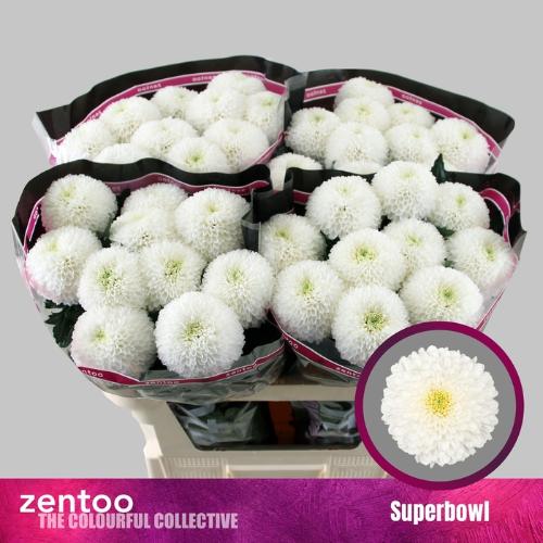 Chrysanthemum (Indicum Grp) geplozen SuperBowl