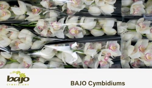 Cymbidium grootbloemig 'Hms. Lisette'