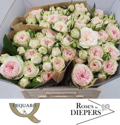 Rosa tros Ballerina Summerhouse