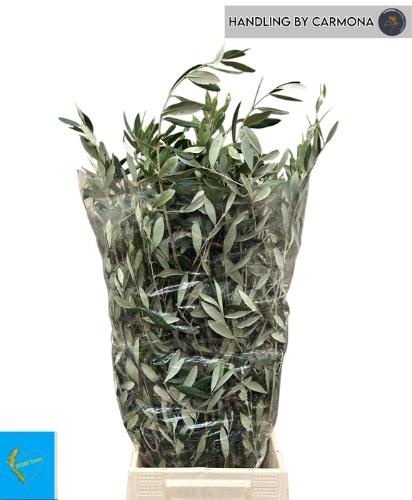 Olea europaea per bos