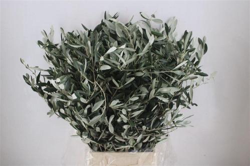Olea europaea per bos
