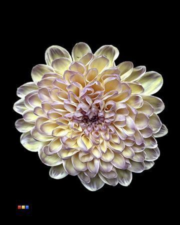 Chrysanthemum Indicum Grp tros kas kleurbehandeld H%