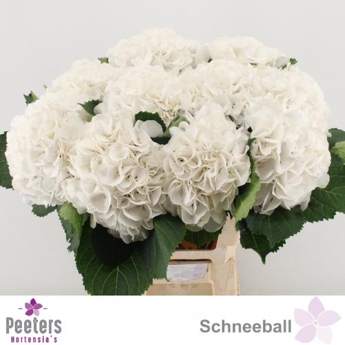 Hydrangea macrophylla 'Schneeball'
