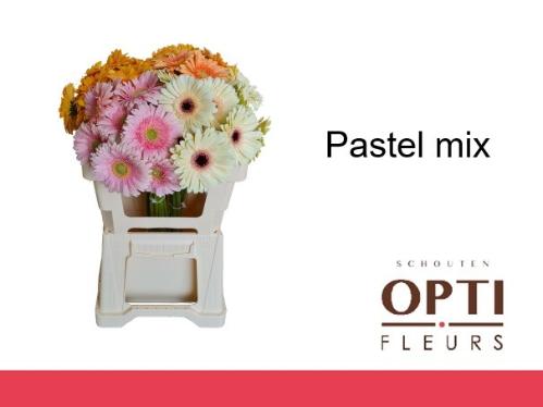 Gerbera grootbloemig overig