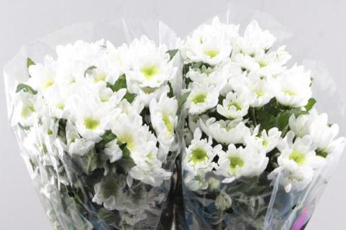 Chrysanthemum Indicum Grp tros kas Radost