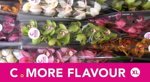 Cymbidium grootbloemig per tak gemengd
