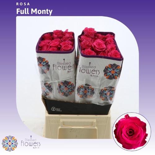 Rosa grootbloemig Full Monty!