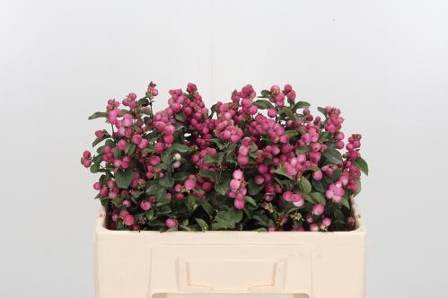 Symphoricarpos Magical Temptation