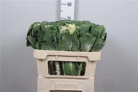 Brassica oleracea 'White Crane'