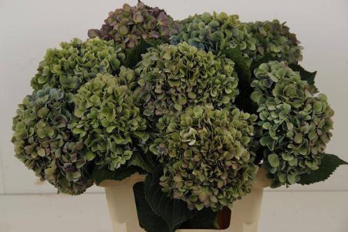 Hydrangea macrophylla 'Hilde Moorhof' (classic)