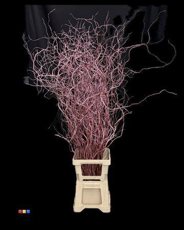 Salix kleurbehandeld H%