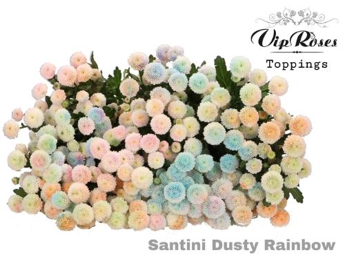 Chrysanthemum Indicum Grp tros santini kleurbehandeld H%