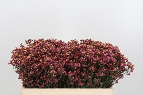 Limonium sinensis Sensy Pink Beauty