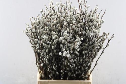 Salix caprea 'Snow Flake'