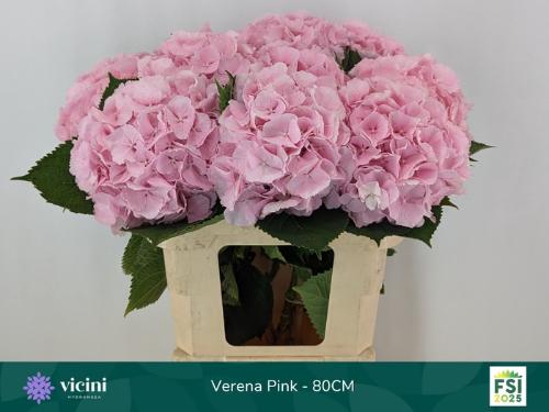 Hydrangea macrophylla 'Verena'