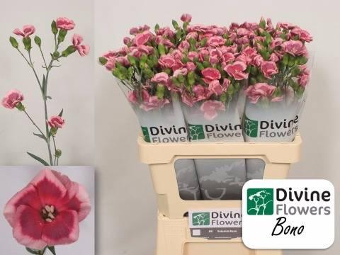 Dianthus Solomio Bono