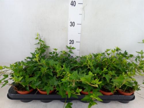 Hedera helix overig groen