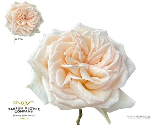Rosa grootbloemig overig
