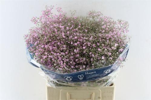 Gypsophila paniculata 'My Pink'