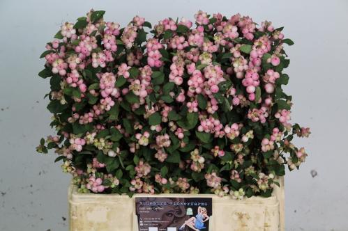 Symphoricarpos Magical Charming Fantasy