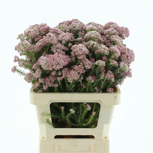 Ozothamnus 'Cooks Tall Pink'