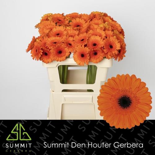 Gerbera mini 'Caramba'