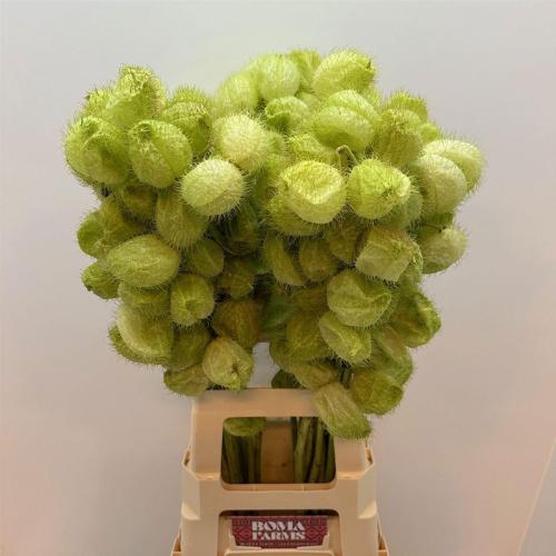 Siervruchten per tak Gomphocarpus fruticosus 'Moby Dick'