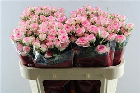 Rosa tros Tralala