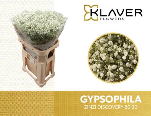 Gypsophila paniculata Zinzi Discovery