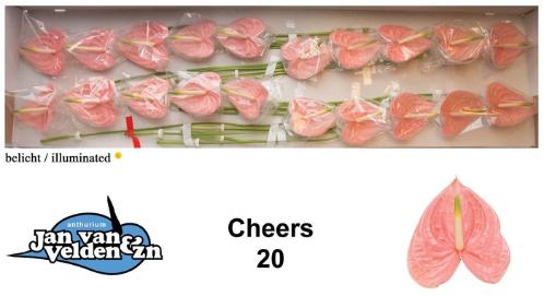 Anthurium Andreanum Grp Cheers