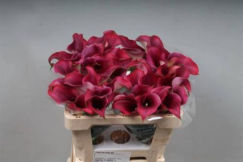 Zantedeschia 'Captain Promise'
