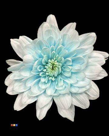 Chrysanthemum Indicum Grp tros kas kleurbehandeld H%