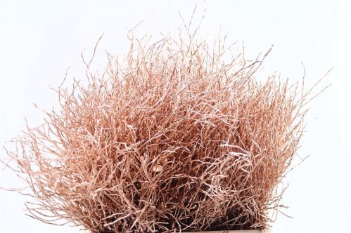 Vaccinium kleurbehandeld H%