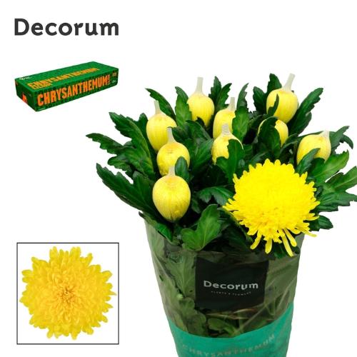 Chrysanthemum Indicum Grp geplozen kas Pjotr