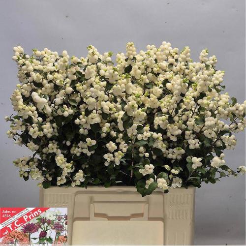 Symphoricarpos Magical Lemon And Lime
