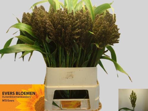Sorghum arundinaceum 'Panselaria'