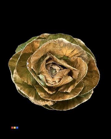 Brassica oleracea kleurbehandeld H%