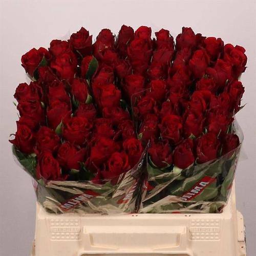 Rosa grootbloemig Upper Class