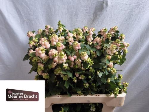 Symphoricarpos Magical Autumn Blush