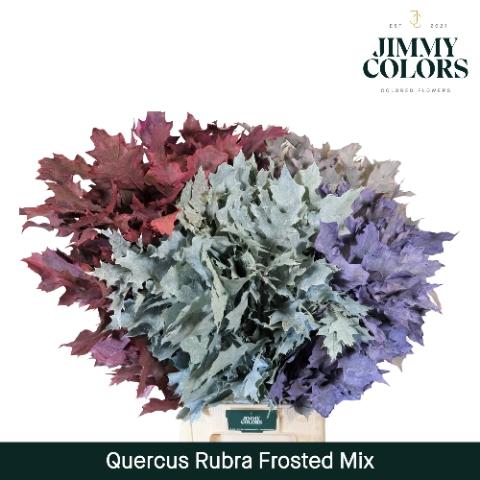 Quercus rubra kleurbehandeld H%